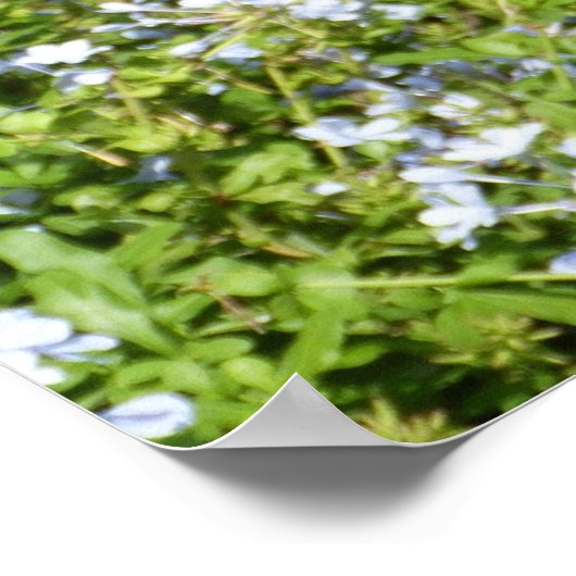 Mooie Duitse herderhond Poster (Hoek)