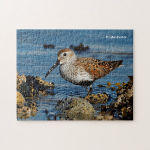 Mooie Dunlin Sandpiper Goes Solo op het strand Legpuzzel