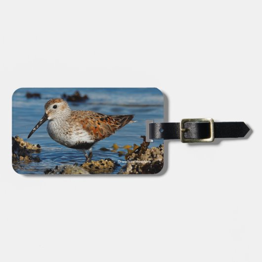 Mooie Dunlin Sandpiper op het voorjaarsstrand Bagagelabel (Voorkant horizontaal)