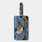 Mooie Dunlin Sandpiper op het voorjaarsstrand Bagagelabel (Achterkant verticaal)