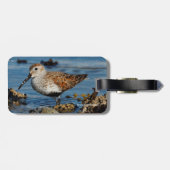 Mooie Dunlin Sandpiper op het voorjaarsstrand Bagagelabel (Achterkant horizontaal)