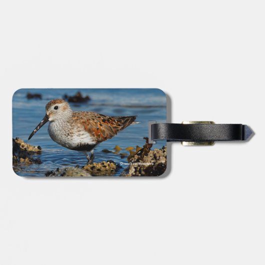 Mooie Dunlin Sandpiper op het voorjaarsstrand Bagagelabel (Achterkant horizontaal)