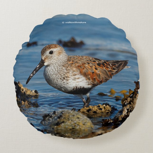 Mooie Dunlin Sandpiper op het voorjaarsstrand Rond Kussen (Voorkant)