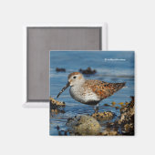 Mooie Dunlin Shorebird bij het strand Magneet (Voorkant / Achterkant)