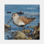 Mooie Dunlin Shorebird bij het strand Magneet (Voorkant)