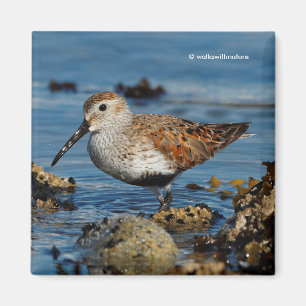 Mooie Dunlin Shorebird bij het strand Magneet
