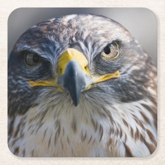 Mooie Eagle Onderzetter set (Voorkant)