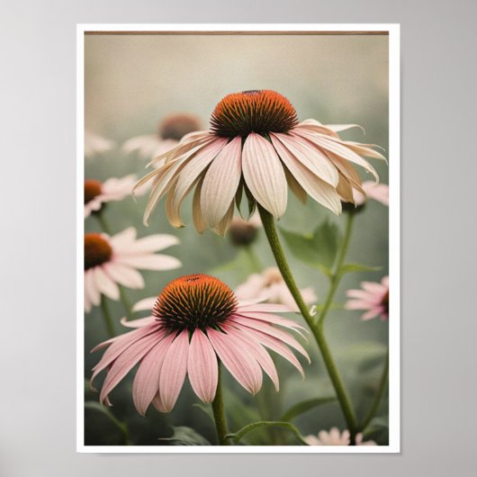 Mooie Echinacea Flower Poster Wall Art (Voorkant)