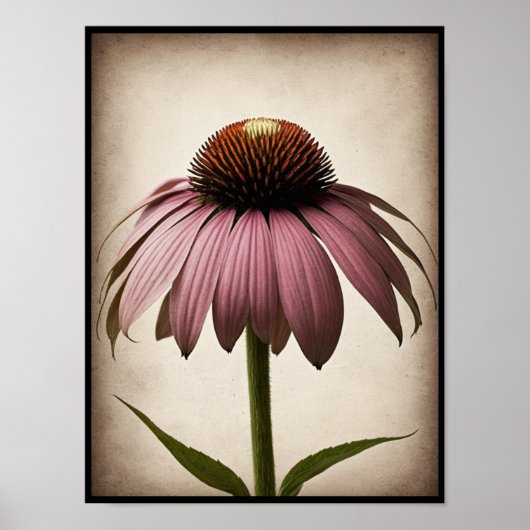 Mooie Echinacea Flower Poster Wall Art (Voorkant)