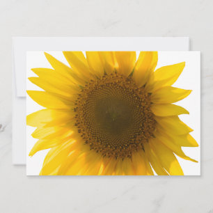 Mooie Echte Zonnebloem Foto Minimalistisch Patroon