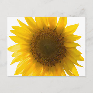 Mooie Echte Zonnebloem Foto Minimalistisch Patroon Briefkaart