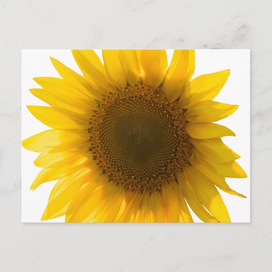 Mooie Echte Zonnebloem Foto Minimalistisch Patroon Briefkaart (Voorkant)