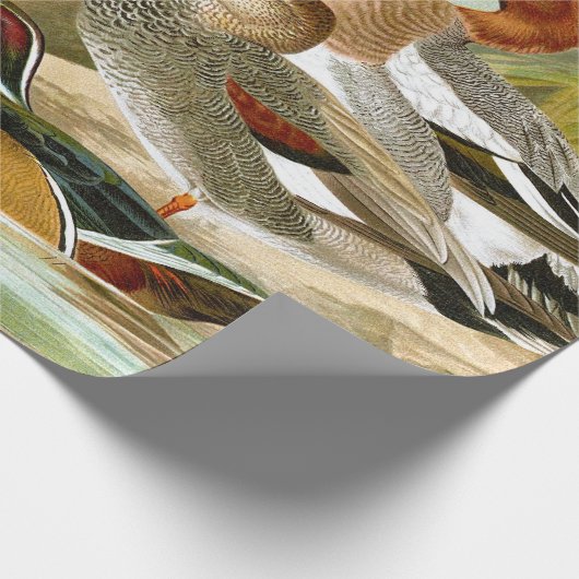 Mooie  eenden bij de zuivering cadeaupapier (Hoek)