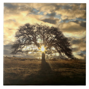 Mooie eikenboom na Storm Tegeltje