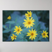 Mooie Elegant Daisy Sunchoke Yellow Flowers Poster (Voorkant)
