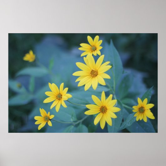 Mooie Elegant Daisy Sunchoke Yellow Flowers Poster (Voorkant)