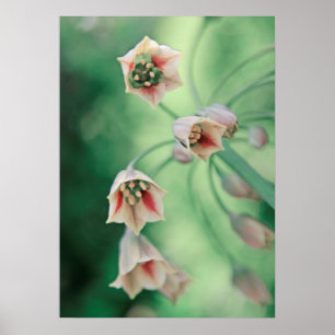 Mooie Elegant Honey Garlic Flowers Poster