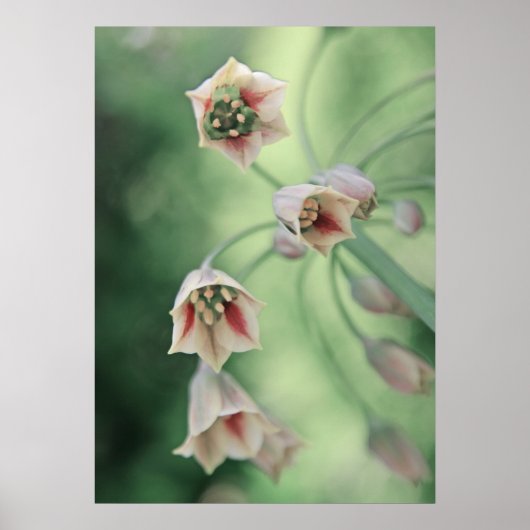 Mooie Elegant Honey Garlic Flowers Poster (Voorkant)