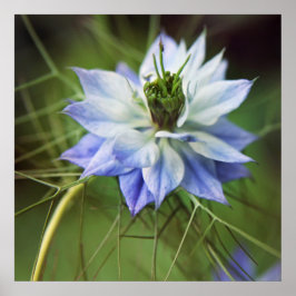Mooie Elegant Nigella Flower Poster