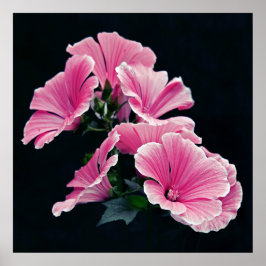 Mooie Elegant Roze Mallow Rozen Flowers Poster