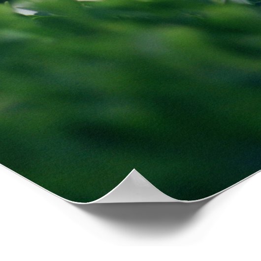 Mooie Elegant White Coneflowers Poster (Hoek)