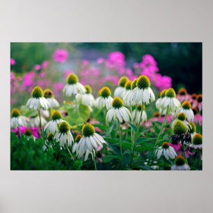 Mooie Elegant White Coneflowers Poster