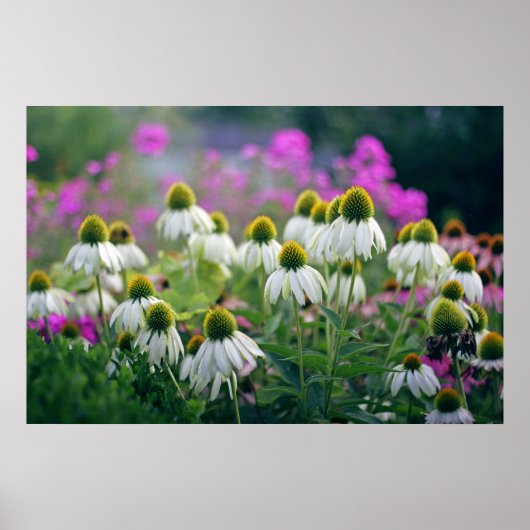 Mooie Elegant White Coneflowers Poster (Voorkant)