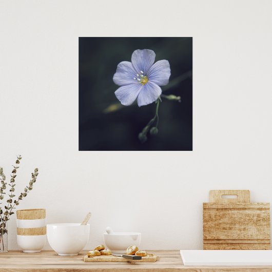 Mooie elegante blauwe vlas-Daisy-bloem Poster (Keuken)