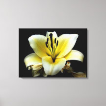 Mooie Elegante Gele Bloem op Zwart