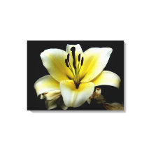 Mooie Elegante Gele Bloem op Zwart