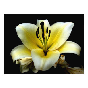 Mooie Elegante Gele Bloem op Zwart Foto Afdruk
