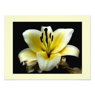 Mooie Elegante Gele Bloem op Zwart Foto Afdruk
