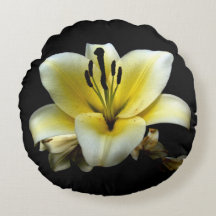Mooie Elegante Gele Bloem op Zwart