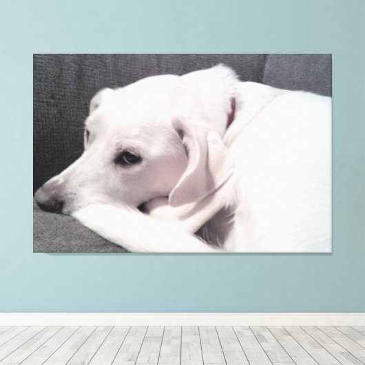 Mooie elegante witte hond Uitstekend Canvas Afdruk (Insitu (Houten vloer))