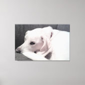 Mooie elegante witte hond Uitstekend Canvas Afdruk (Voorkant)