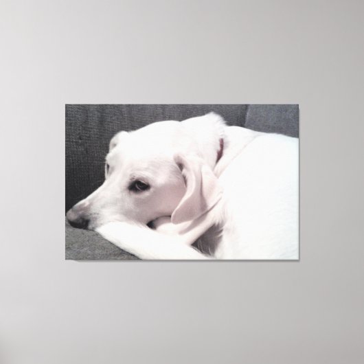Mooie elegante witte hond Uitstekend Canvas Afdruk (Voorkant)