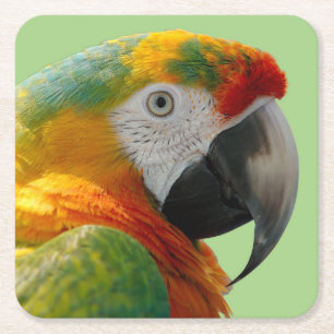 Mooie en kleurrijke Macaw Parrot Kartonnen Onderzetters