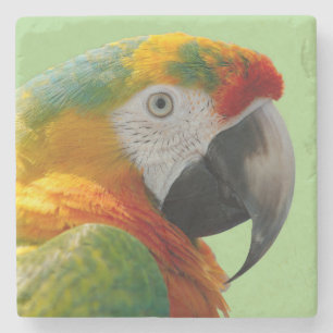 Mooie en kleurrijke Macaw Parrot Stenen Onderzetter