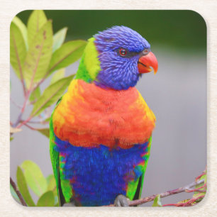 Mooie en kleurrijke regenboog Loriket Parrot Kartonnen Onderzetters