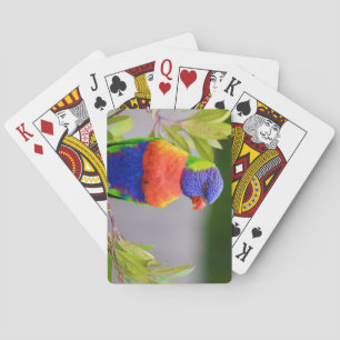 Mooie en kleurrijke regenboog Loriket Parrot Pokerkaarten