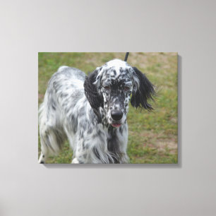 Mooie Engelse Setter Dog Canvas Afdruk