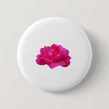 mooie enkele roze roos bloem