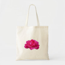 mooie enkele roze roos bloem