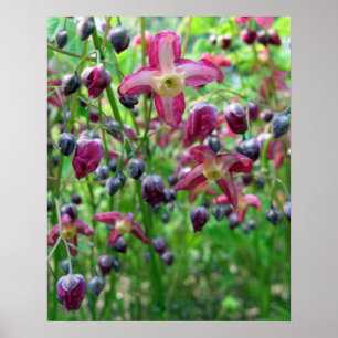 Mooie Epimedium Bloemen en Knoppen Lente Foto Poster