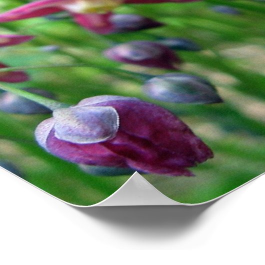 Mooie Epimedium Flowers en Buds Spring Photo Poster (Hoek)