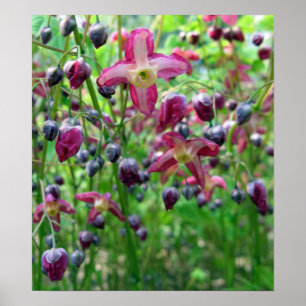 Mooie Epimedium Flowers en Buds Spring Photo Poster