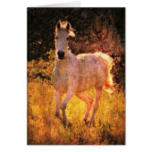 Mooie Equine (Voorkant)