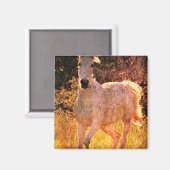 Mooie Equine Magneet (Voorkant / Achterkant)