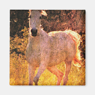 Mooie Equine Magneet