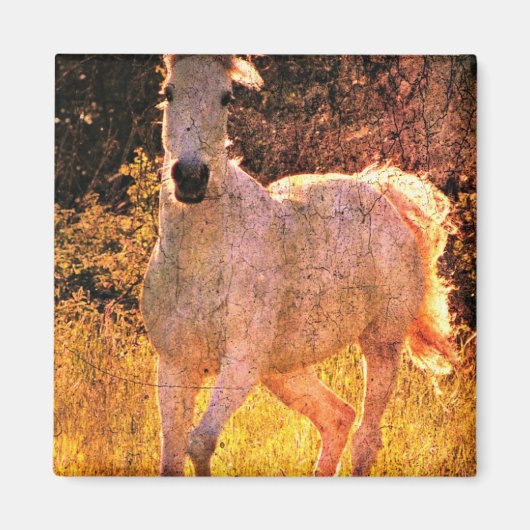 Mooie Equine Magneet (Voorkant)